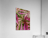 V191 Acrylic Print