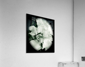 V193 Acrylic Print