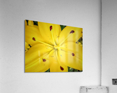 V198 Acrylic Print