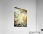 V200 Acrylic Print