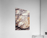 V202 Acrylic Print