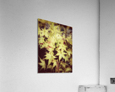 V203 Acrylic Print