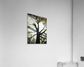 V209 Acrylic Print