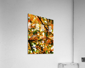 V210 Acrylic Print