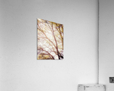 V211 Acrylic Print