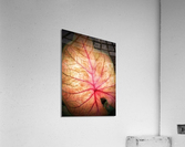 V212 Acrylic Print