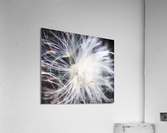 V213 Acrylic Print