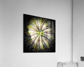V215 Acrylic Print