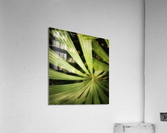 V216 Acrylic Print