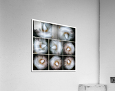 V217 Acrylic Print