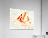 V222 Acrylic Print
