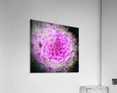 V223 Acrylic Print