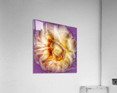 V230 Acrylic Print