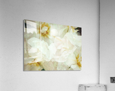 V241 Acrylic Print
