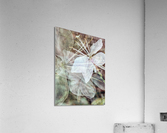 V242 Acrylic Print