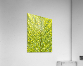 V250 Acrylic Print