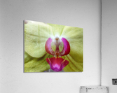 V252 Acrylic Print