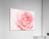 V283 Acrylic Print