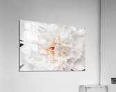 V296 Acrylic Print
