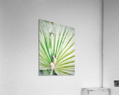 V297 Acrylic Print