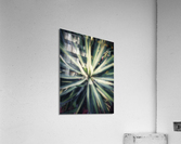 V299 Acrylic Print