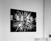V301 Acrylic Print