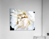 V304 Acrylic Print