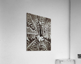 V308 Acrylic Print
