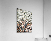 V309 Acrylic Print