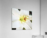V311 Acrylic Print