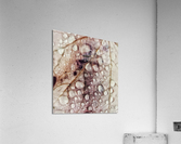 V313 Acrylic Print