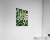 V316 Acrylic Print