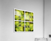 V318 Acrylic Print