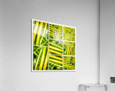 V329 Acrylic Print