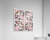 V339 Acrylic Print