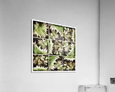 V342 Acrylic Print