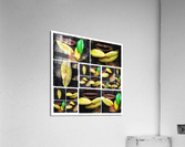 V345 Acrylic Print