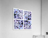 V356 Acrylic Print