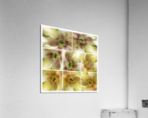 V361 Acrylic Print