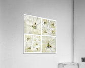 V362 Acrylic Print