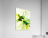 V370 Acrylic Print