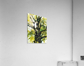 V371 Acrylic Print