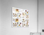 V376 Acrylic Print