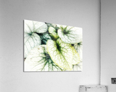 V381 Acrylic Print