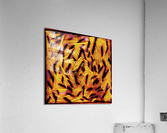 V443 Acrylic Print