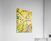 V447 Acrylic Print