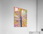 V448 Acrylic Print