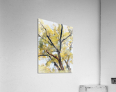 V453 Acrylic Print