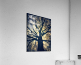 V458 Acrylic Print
