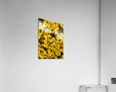 V460 Acrylic Print